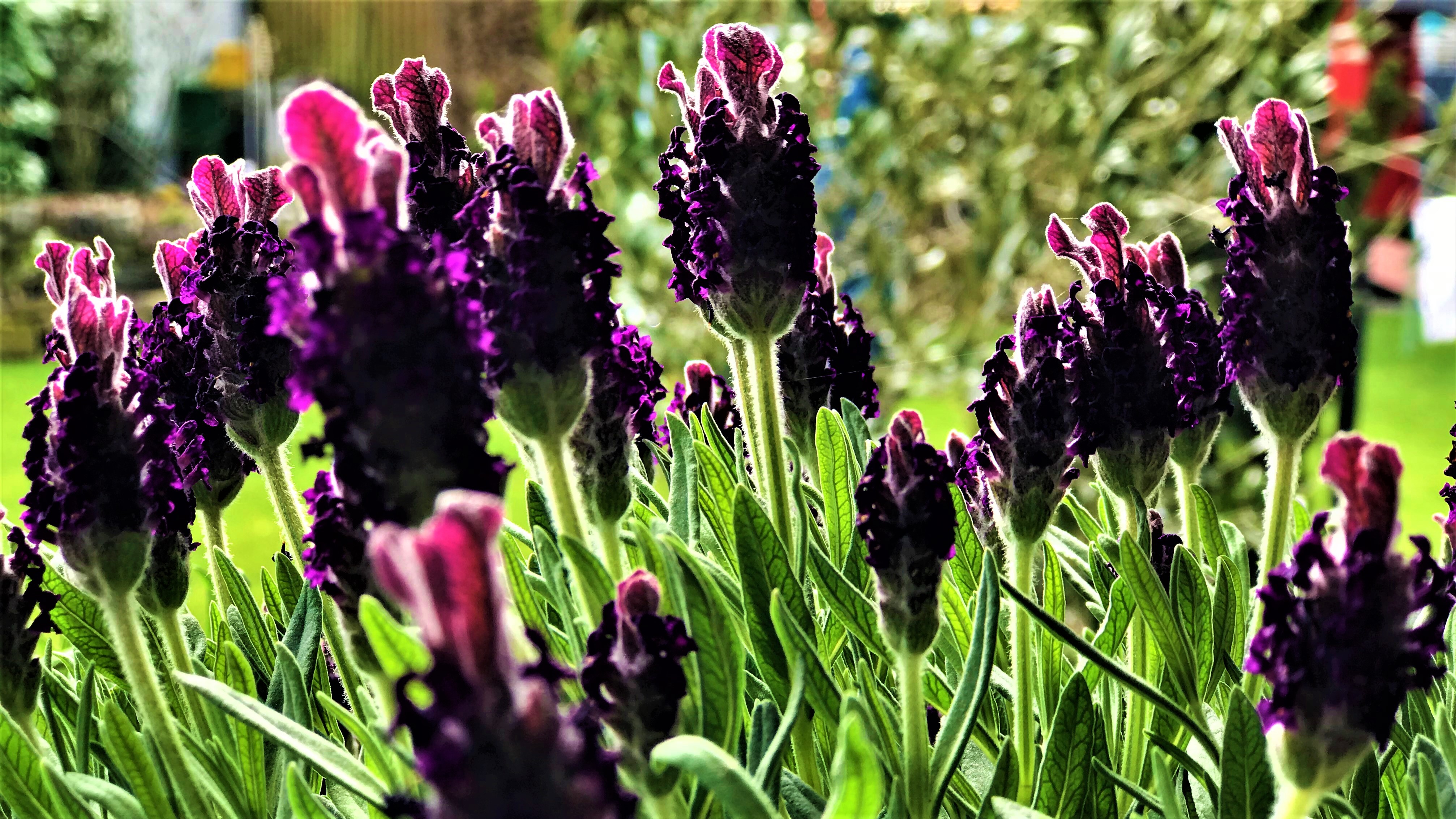 FLOWER 7